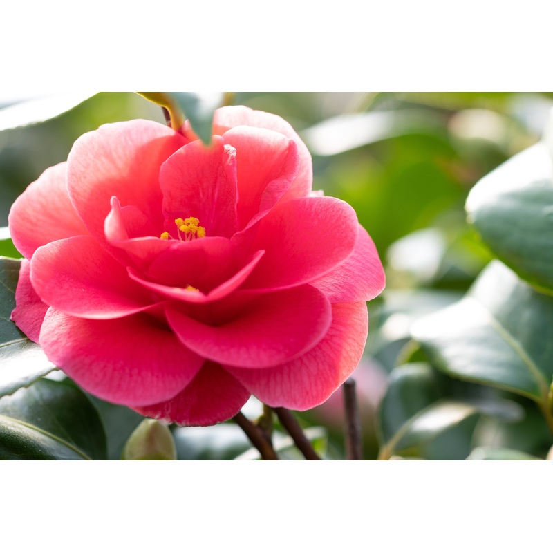 Camellia reticulata ‘Mary Williams’