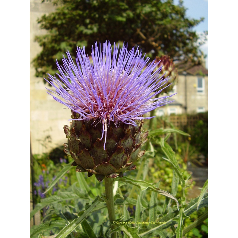 Cardoon|2L