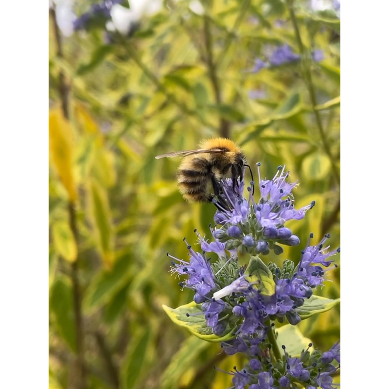 Caryopteris ‘Summer Sorbet’|2L
