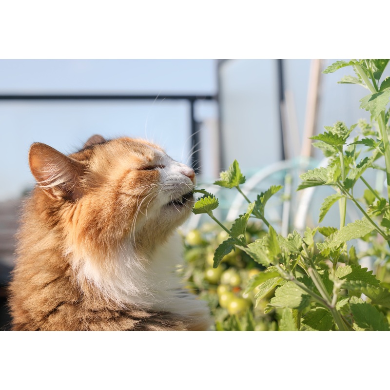 Catnip|9cm