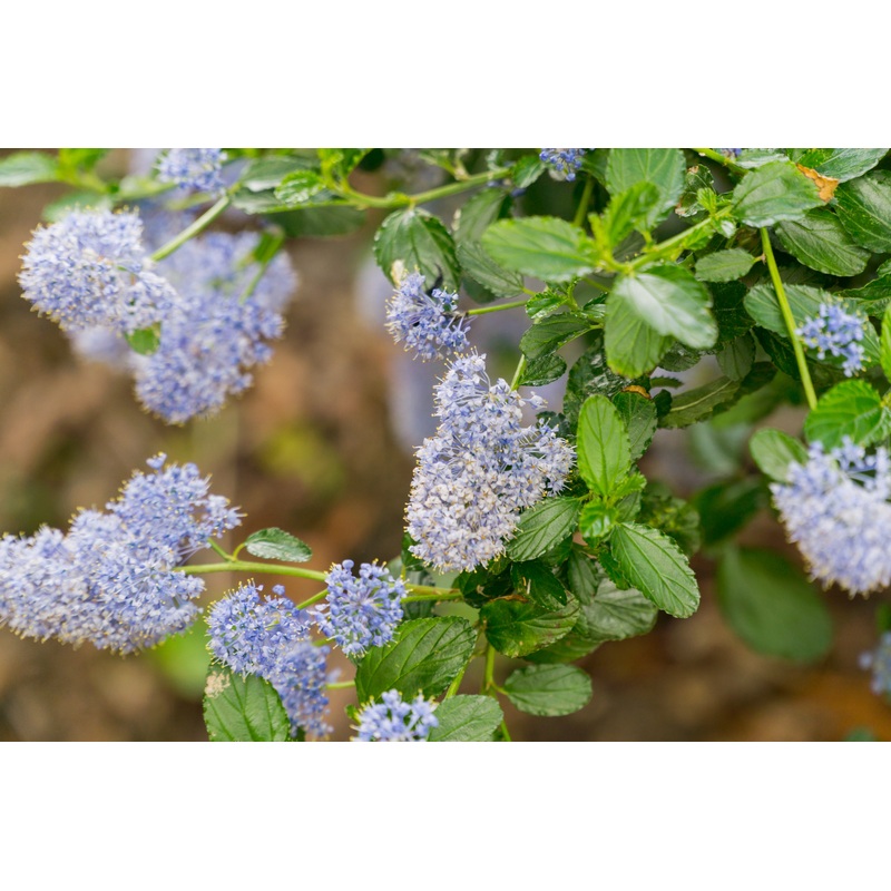 Ceanothus ‘Skylark’|3L