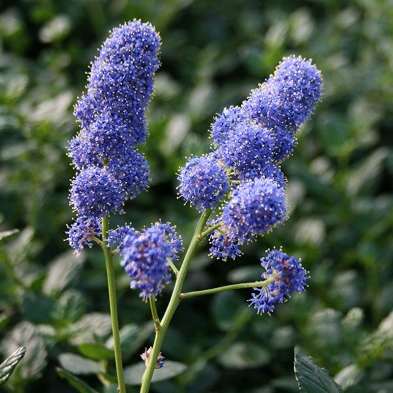 Ceanothus ‘Yankee Point’|5L