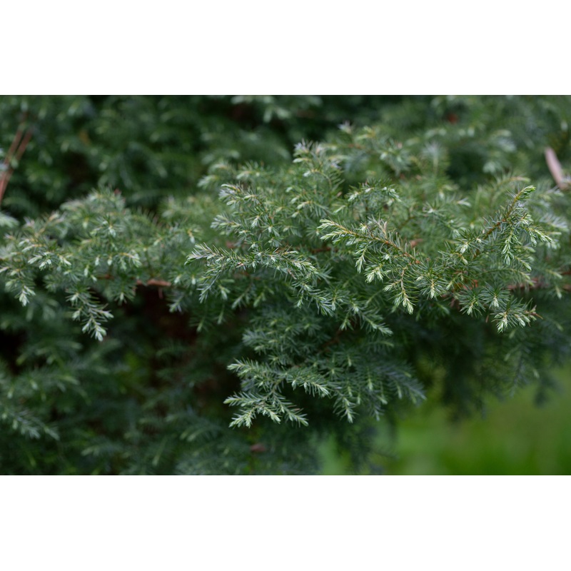 Chamaecyparis pisifera ‘Boulevard’