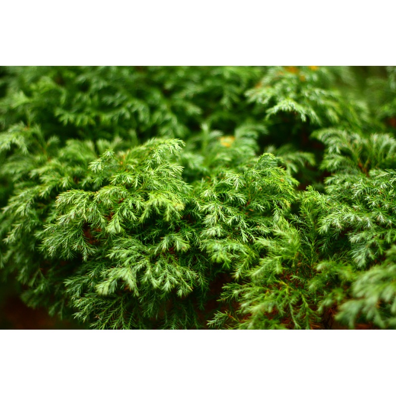 Chamaecyparis pisifera ‘Squarrosa Sulphurea’