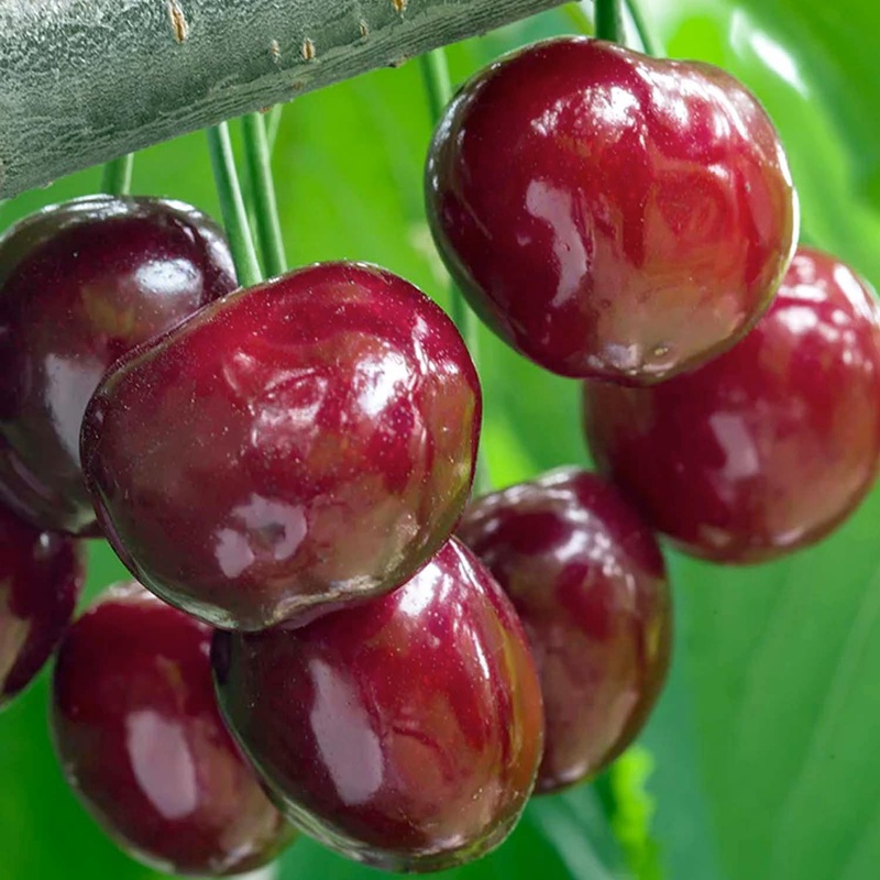 Cherry ‘Stella’ – Semi-Dwarf – #5 Gallon