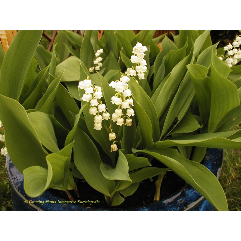 Convallaria majalis|1L