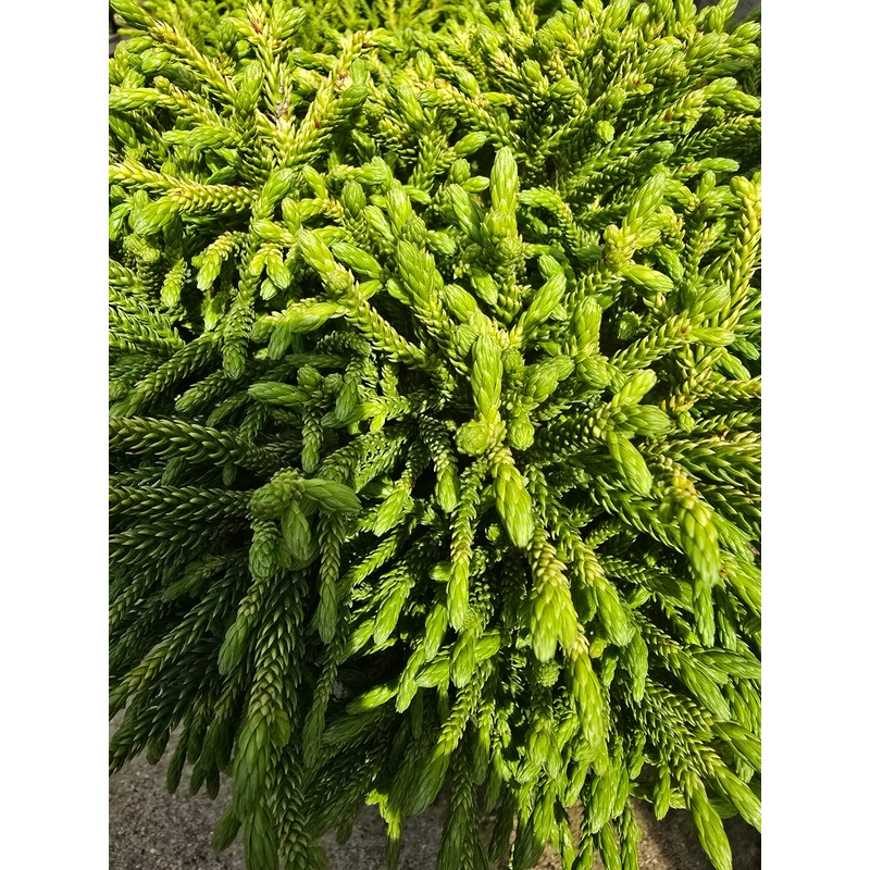 Cryptomeria japonica ‘Little Champion’