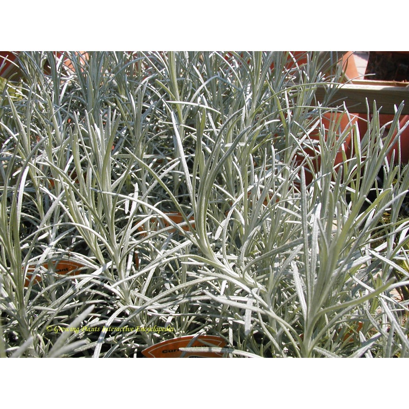 Curry plant|9cm