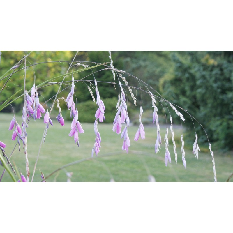 Dierama ‘Wind Nymph Cameo’|1L