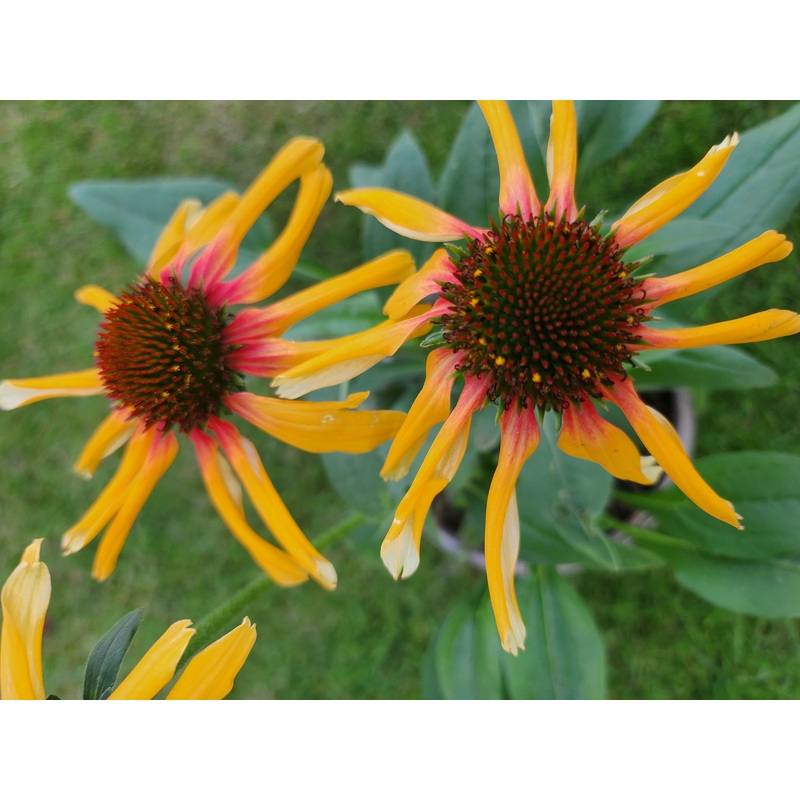 Echinacea ‘Sunseekers Tequila Sunrise’ (PBR)