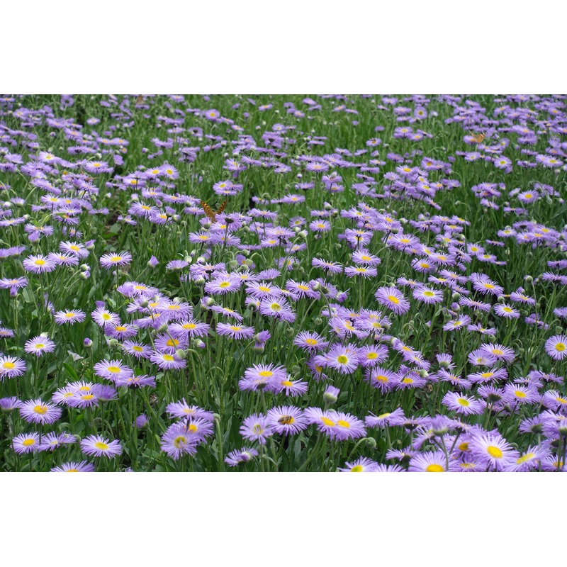 Erigeron k. ‘Lavender Lady’|1L