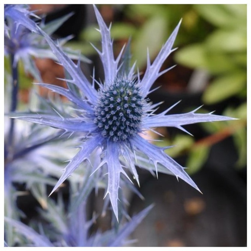Eryngium x zabelii Big Blue|9cm
