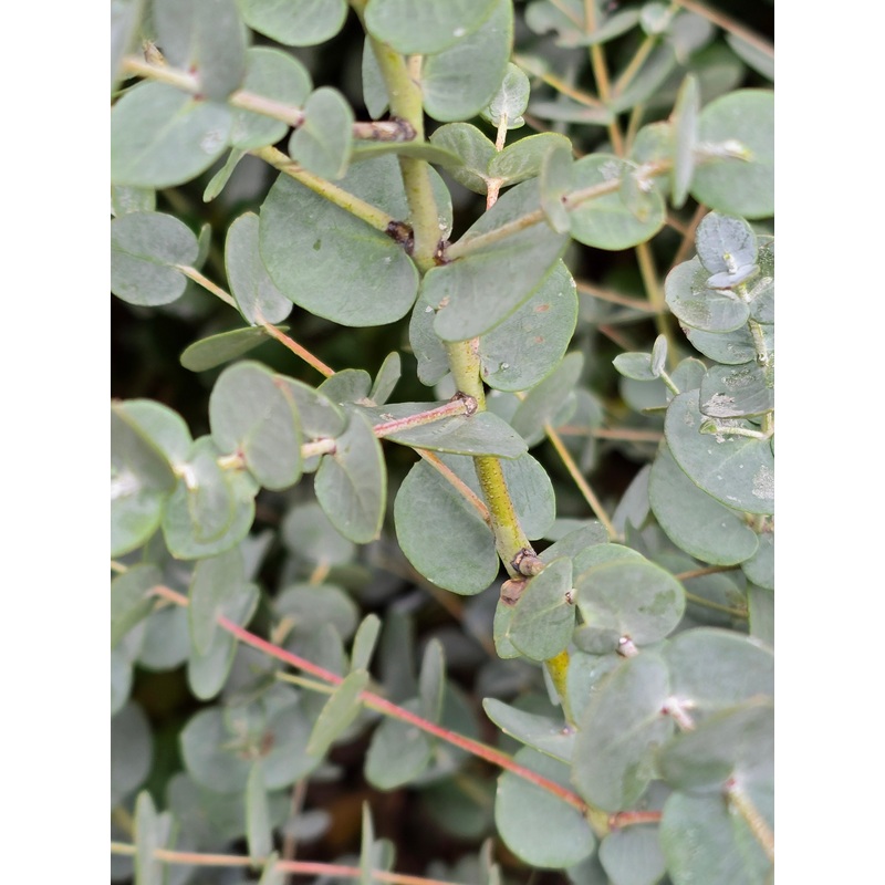 Eucalyptus gunnii ‘Blue Ice’|5L