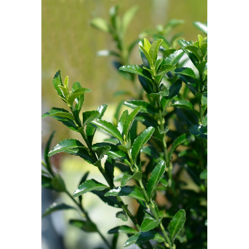 Euonymus japonicus ‘Green Spire’
