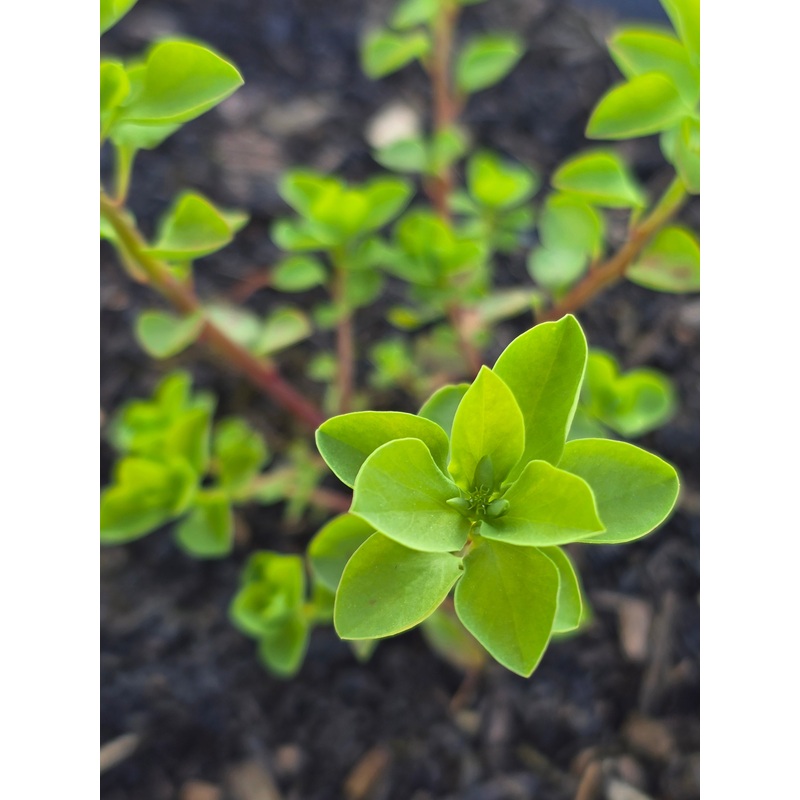 Euphorbia peplus|2L