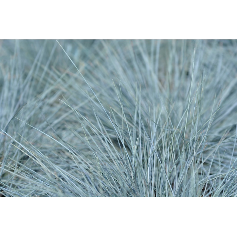 Festuca glauca ‘Intense Blue’