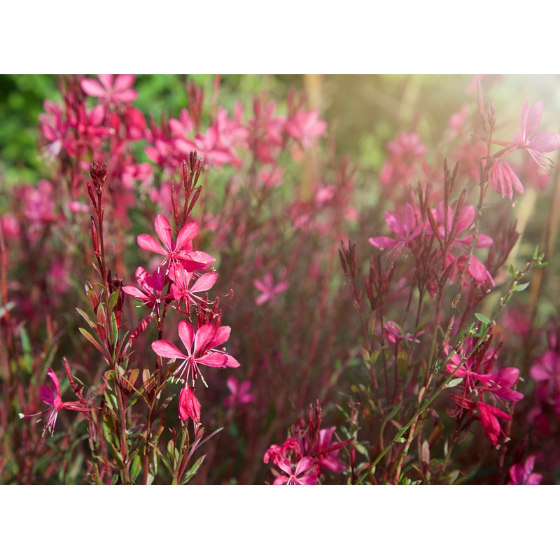 Gaura lind. ‘Whiskers Deep Rose’