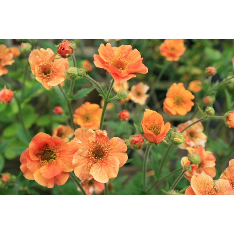 Geum ‘Tempo Orange’ (PBR)|1L