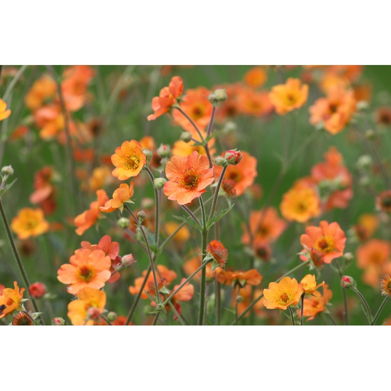 Geum ‘Totally Tangerine’