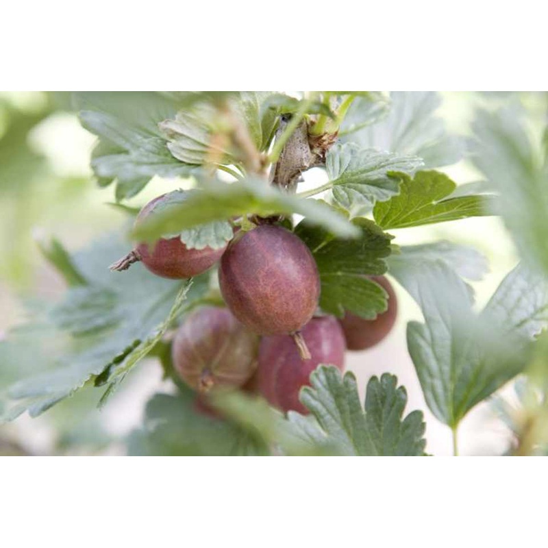 Gooseberry ‘Whinhams Industry’