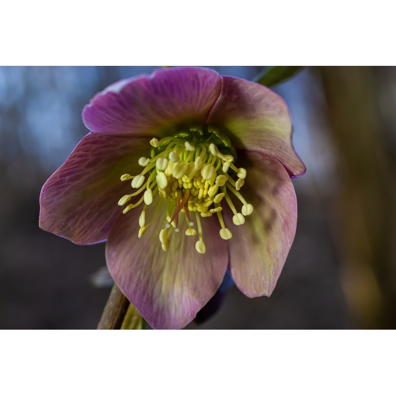 Helleborus x.e. ‘Star of Passion’