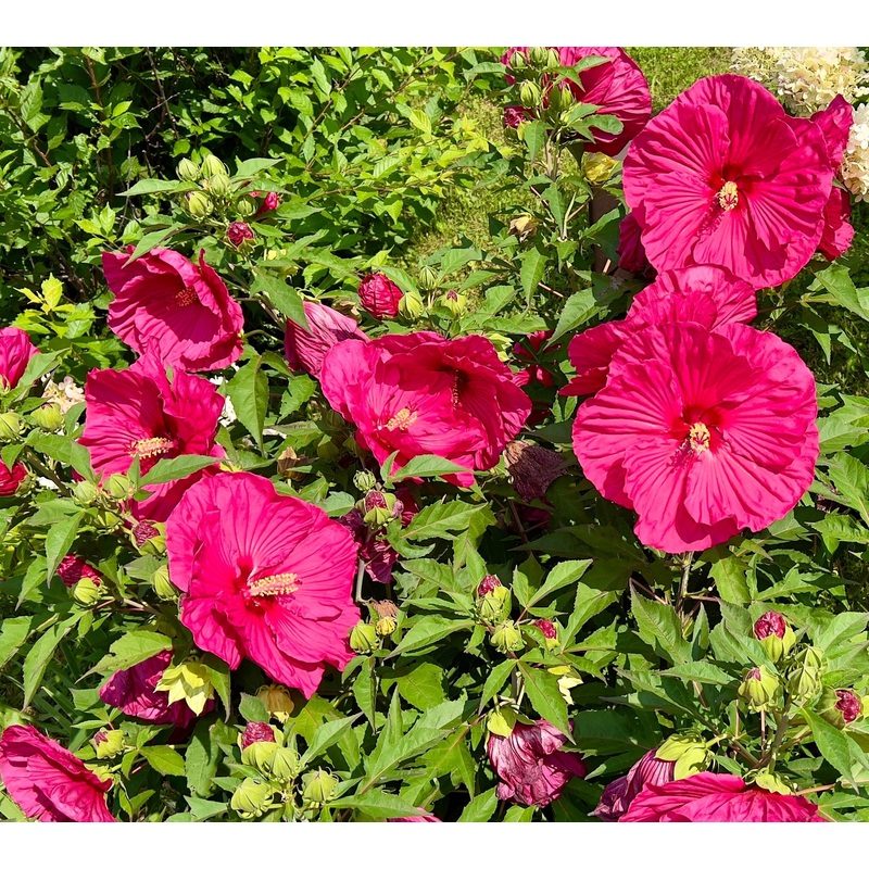 Hibiscus moscheutos ‘Planet Grotte’ (PBR)