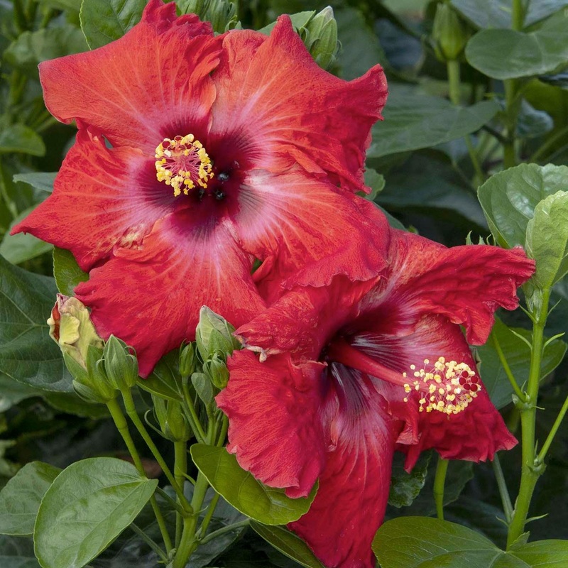 Hibiscus rosa-s. ‘Jazzy Jewel Ruby’ PPAF – Jazzy Jewel Ruby Hibiscus – 2 Gallon