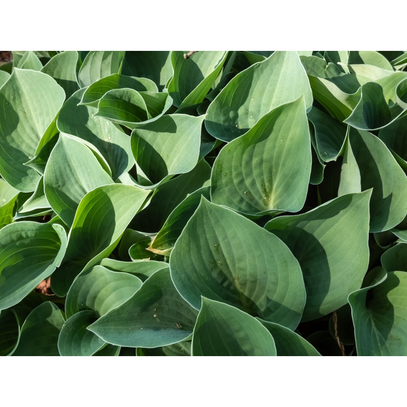 Hosta ‘Blue Cadet’|9cm