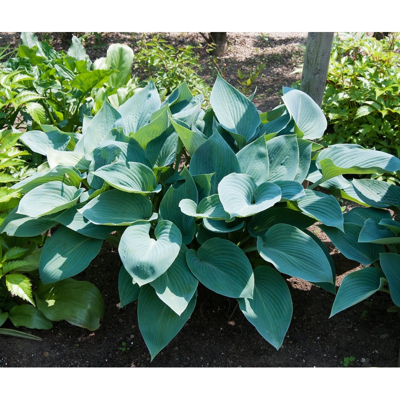 Hosta Halycyon|3L