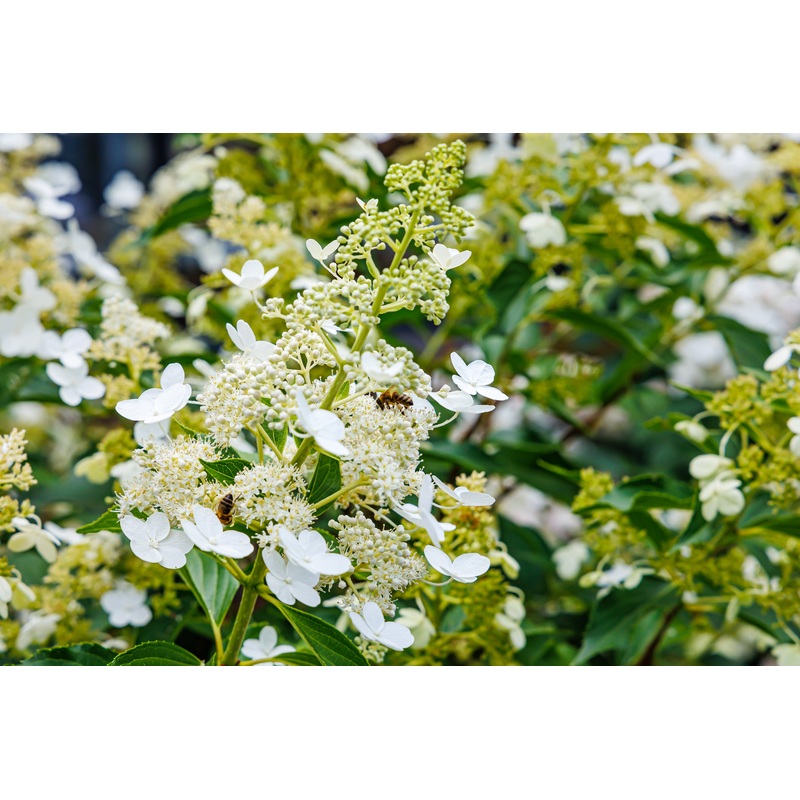 Hydrangea paniculata|5L