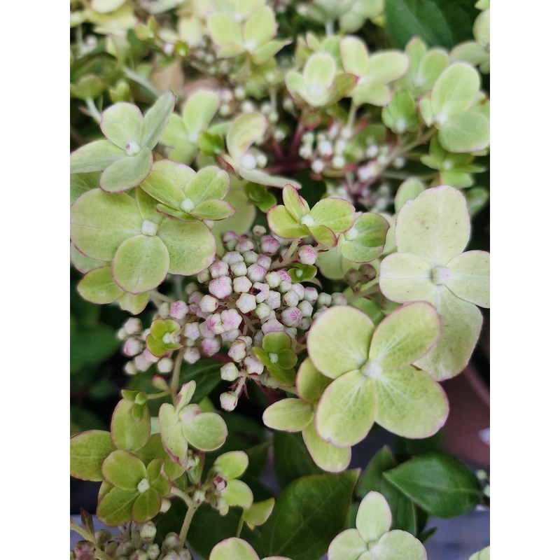 Hydrangea paniculata ‘Polestar’ (PBR)