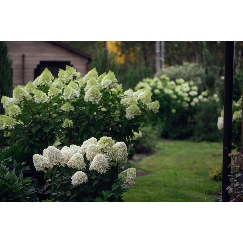 Hydrangea paniculata ‘Skyfall’
