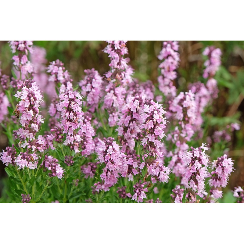 Hyssop Pink|1L