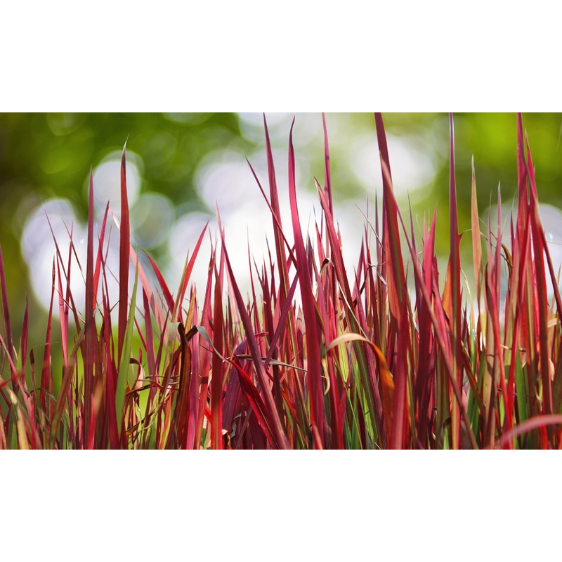 Imperata cylindrica ‘Red Baron’