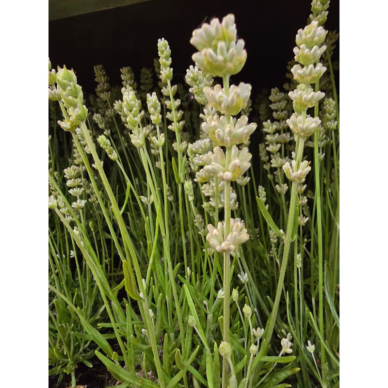 Lavender ‘Artic White’|2L