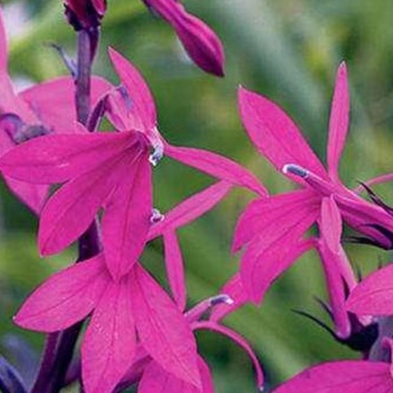 Lobelia x.s. ‘Russian Princess’