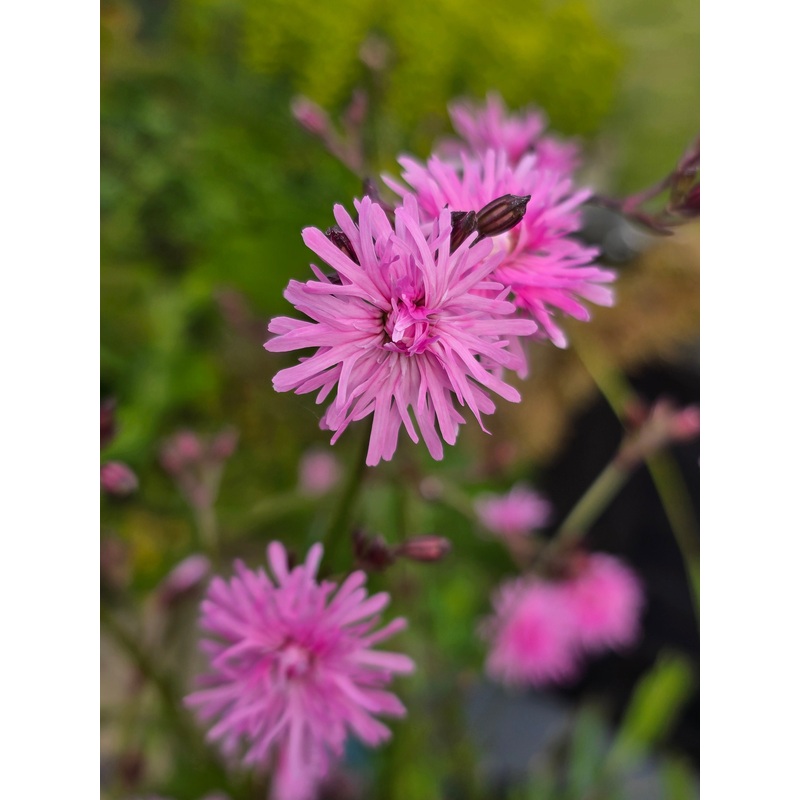 Lychnis flos-cuculi ‘Jenny’ PBR
