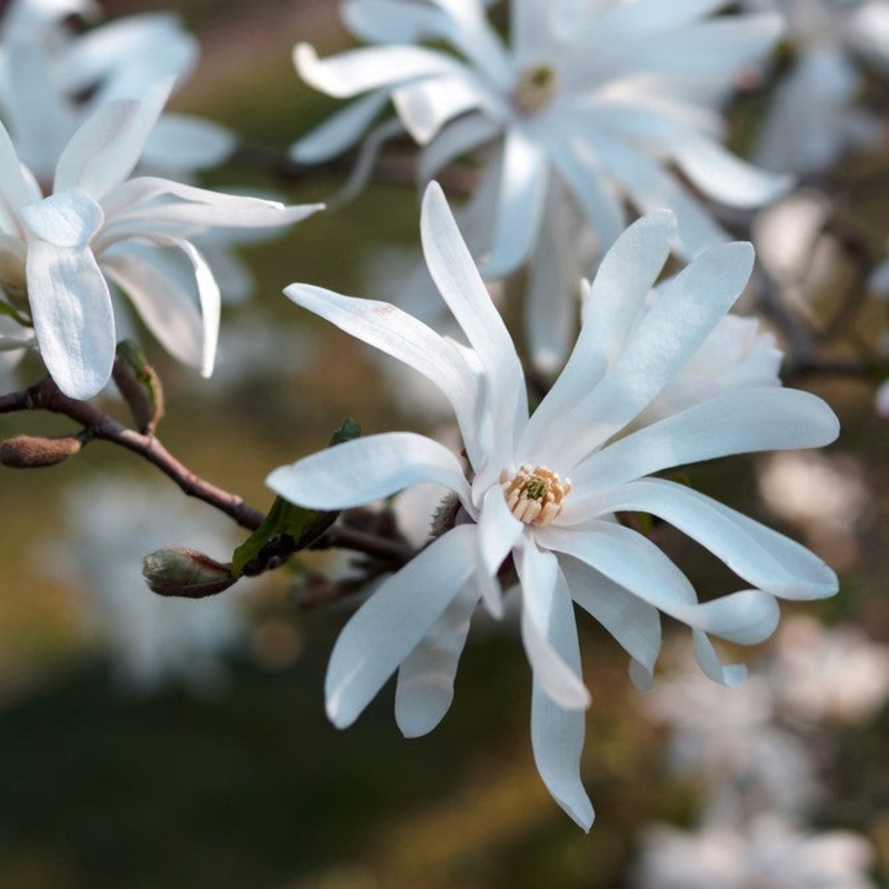 Magnolia stellata|7.5L