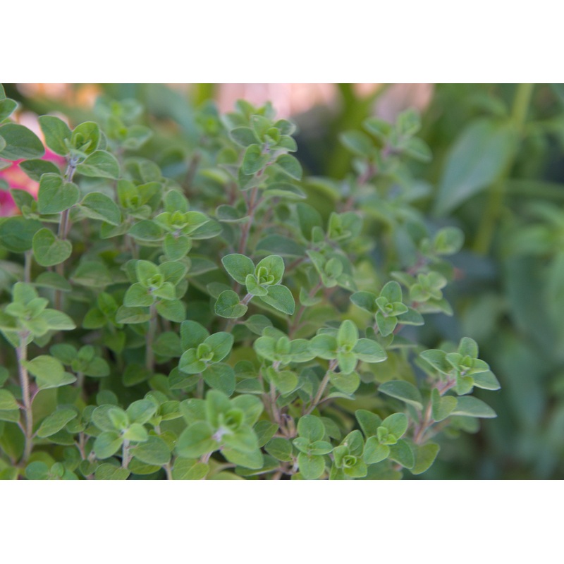 Marjoram – compact|9cm
