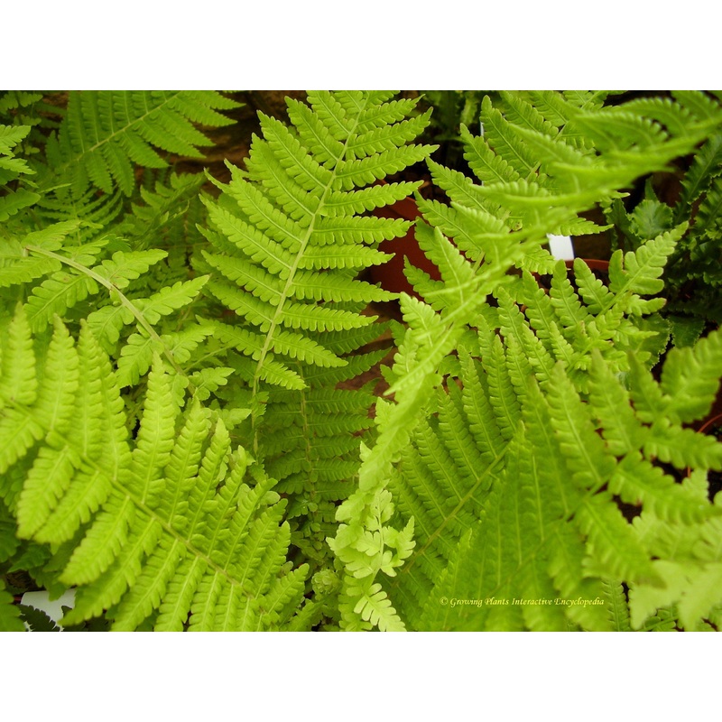 Matteuccia struthiopteris|2L