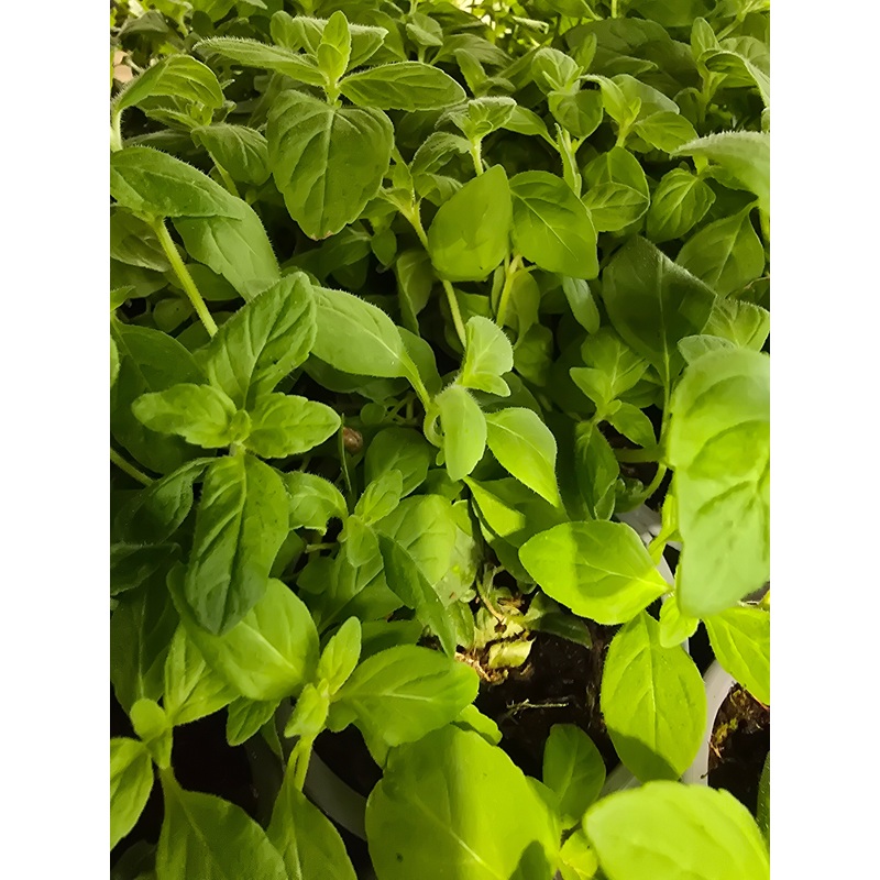 Mint Banana|1L