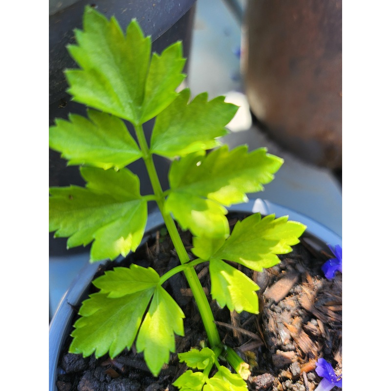 Mitsuba – Japanese Parsley|1.5L|9cm