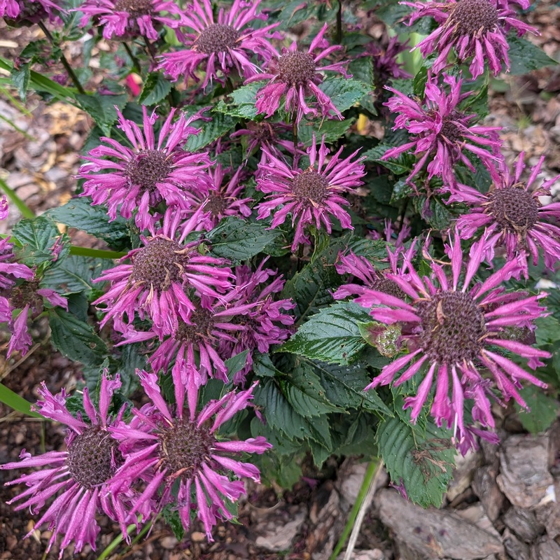 Monarda didyma ‘Bee-Pure’ (PBR)