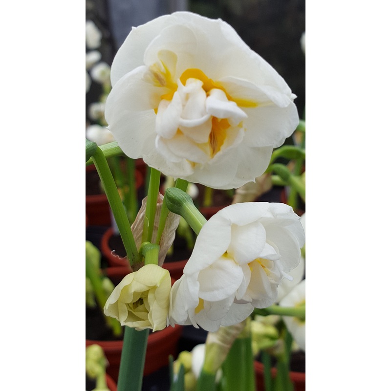 Narcissus ‘Bridal Crown’ (Potted) – Ready soon