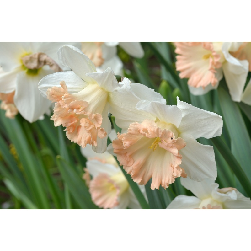 Narcissus ‘British Gamble’ (Potted)