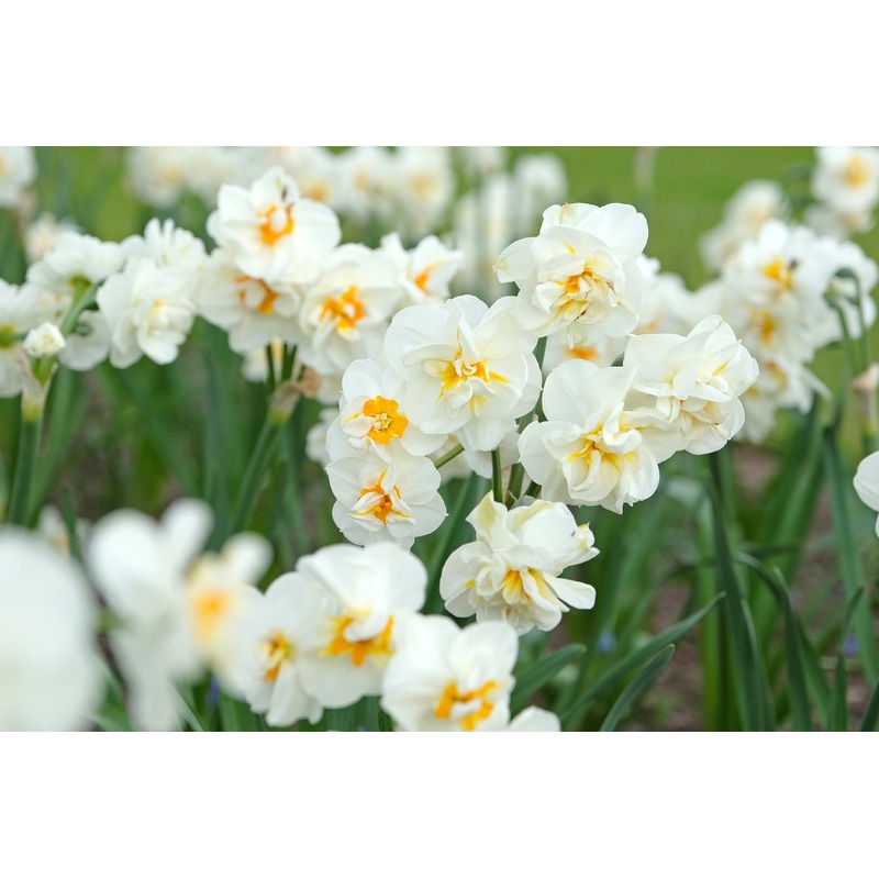 Narcissus ‘Sir Winston Churchill’ (Potted)