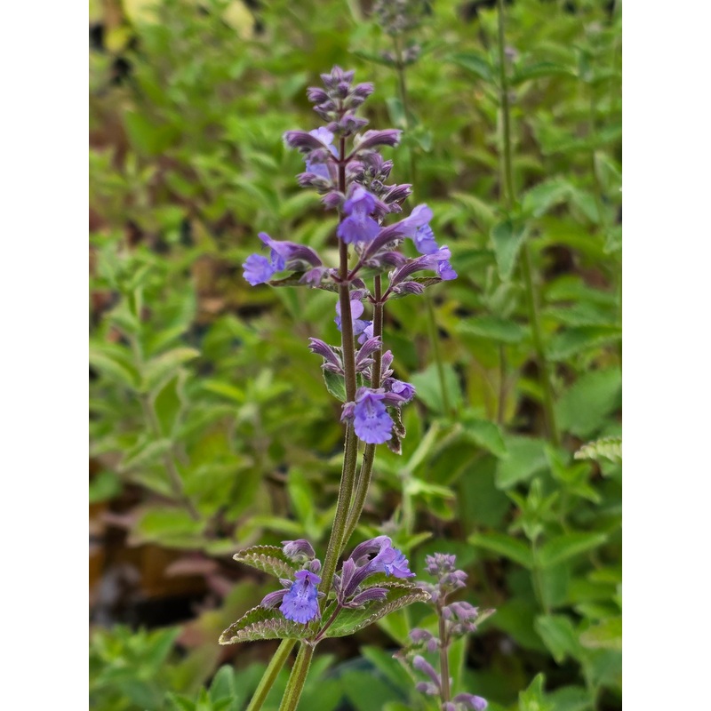 Nepeta faasseni ‘Whispurr Blue’ (PBR)