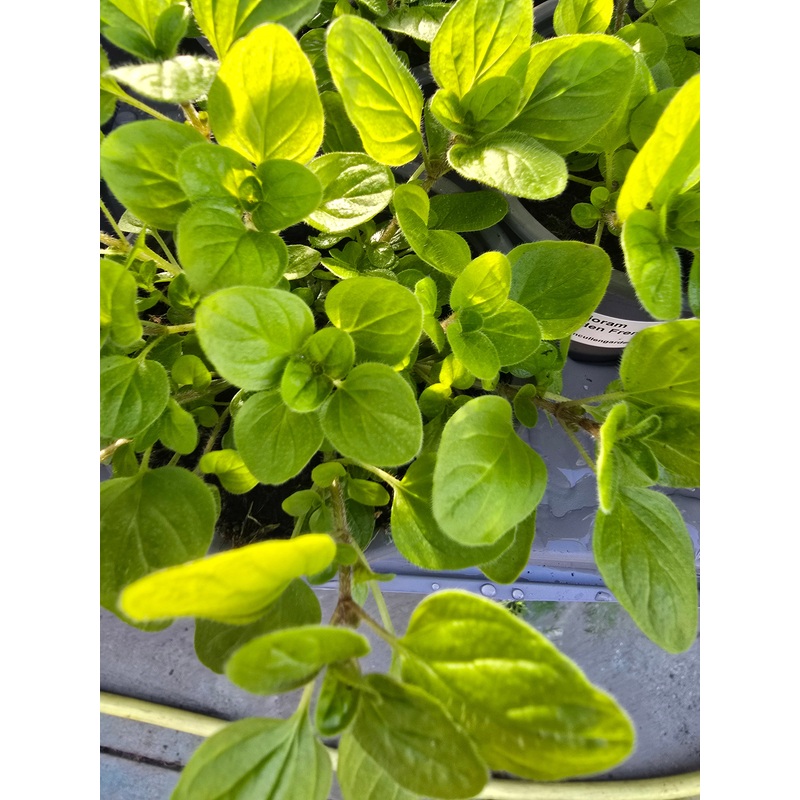 Oregano Golden French