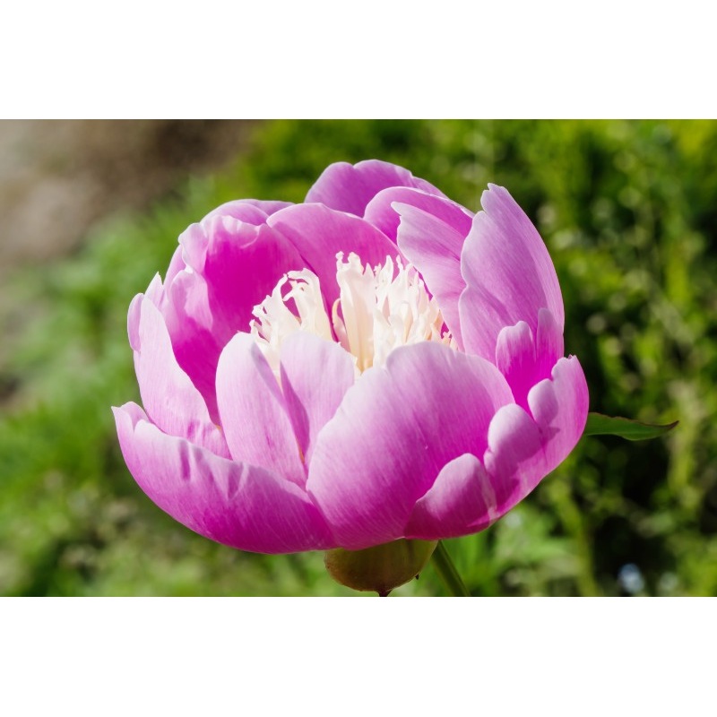Paeonia lactiflora ‘Bowl of Beauty’