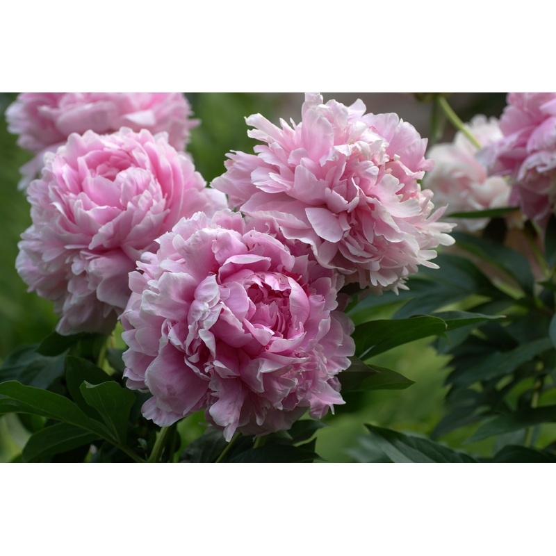 Paeonia ‘Sarah Bernhardt’|3L